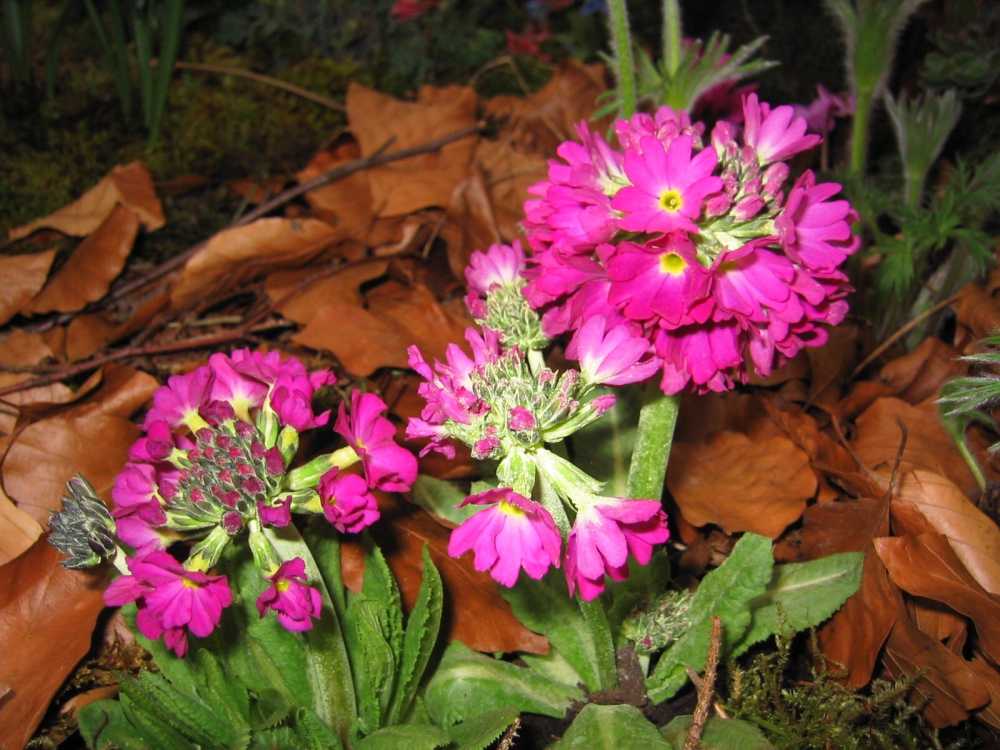 Primula denticulata (Gezähntblättrige Schlüsselblume)